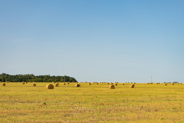Fototapeta na wymiar Agricultural field. Round bundles of dry grass in the field against the blue sky.