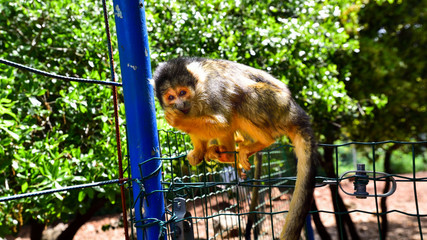 Obraz premium monkey in the zoo 1