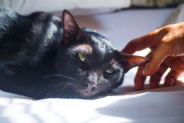 An adorableblack cat  sleeping on a bed.soft touching close up hand .love concept idea