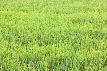 Natural green background with juicy spring green grass