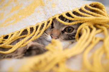 Adorable Young Norwegian Forest Cat Relaxing in Yellow Blanket