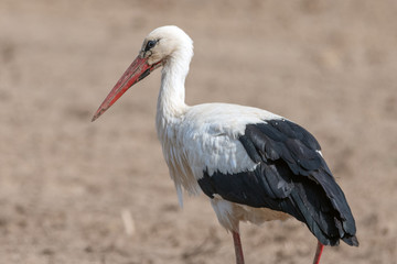 Stork on cultivated field in spring.
