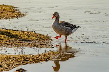 A Greylag goose walking in shallow water. One foot is in the water, and the other is raised high as the bird takes a step.