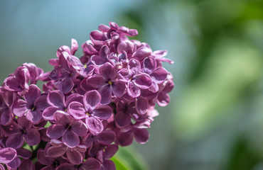 Lilac in the park