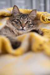 Adorable Young Norwegian Forest Cat Relaxing in Yellow Blanket