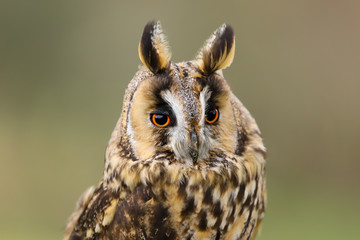 A close up portrait of a Long Eared Owl (Asio otus) bird of prey.  Taken in the Welsh countryside, Wales UK