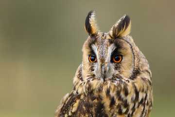 A close up portrait of a Long Eared Owl (Asio otus) bird of prey.  Taken in the Welsh countryside, Wales UK