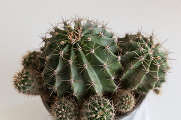 the isolated cactus on the white background.