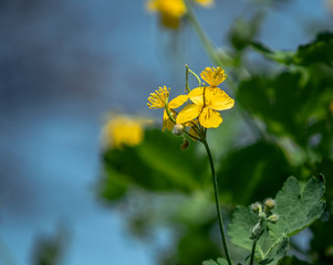 Yellow flower in the park
