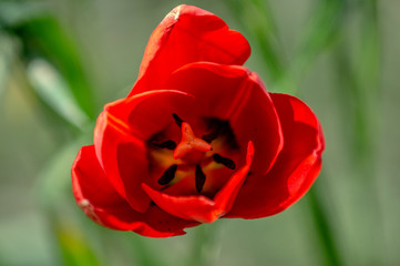 Tulip