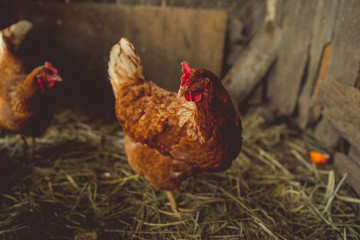 Chicken walks in the garden. Chicken graze freely on the grass, free space. Chicken farm - stock image

