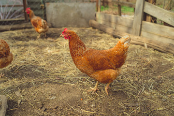 Red chicken walking in paddock Ordinary red rooster and chickens looking for grains while walking...