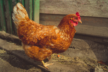 Chicken walks in the garden. Chicken graze freely on the grass, free space. Chicken farm - stock image
