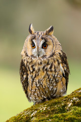 A close up portrait of a Long Eared Owl (Asio otus) bird of prey.  Taken in the Welsh countryside, Wales UK