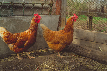 Red chicken walking in paddock Ordinary red rooster and chickens looking for grains while walking in paddock on farm