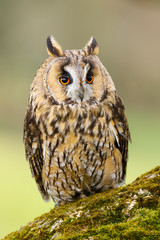 A close up portrait of a Long Eared Owl (Asio otus) bird of prey.  Taken in the Welsh countryside, Wales UK