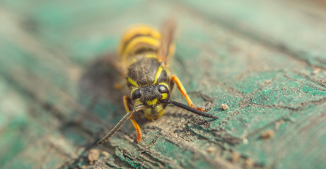 Dangerous yellow-black striped wasp, macro photography