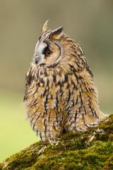 A close up portrait of a Long Eared Owl (Asio otus) bird of prey.  Taken in the Welsh countryside, Wales UK