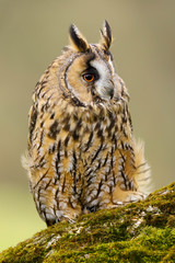 A close up portrait of a Long Eared Owl (Asio otus) bird of prey.  Taken in the Welsh countryside, Wales UK