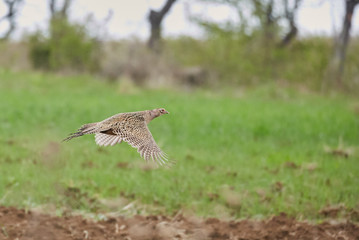 Female pheasant in flight