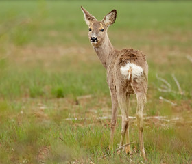Roe deer in grass