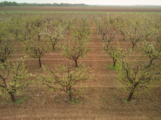 Overhead shot of an orchard