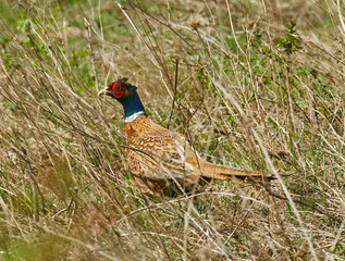 Male pheasant in grass