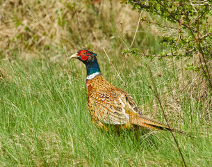 Male pheasant in grass