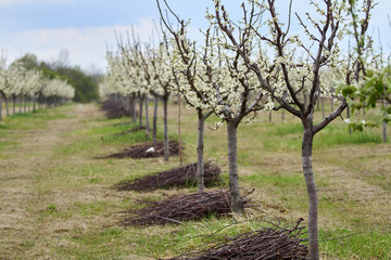 Plum orchard in the spring