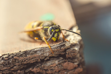 Dangerous yellow-black striped wasp, macro photography