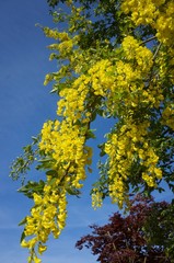 Laburnum tree, Jersey, U.K. Spring blooming flowers in the morning.