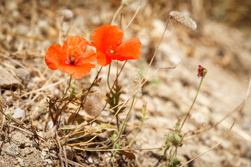 Fototapeta premium Rote Pflanze Mohn in trockener sandiger Gegend auf Rhodos Griechenland