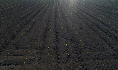 Top view of corn field in spring