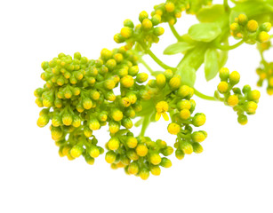 Flora of Gran Canaria -  Aeonium undulatum