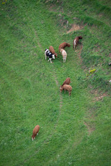 KÄLBER AUF DER FRÜHLINGSWEIDE . VOGELPERSPEKTIVE
