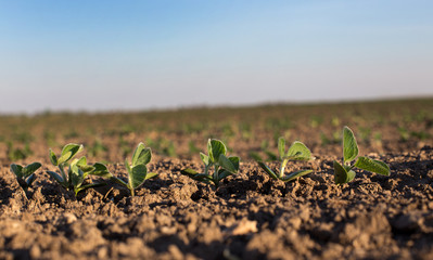 Soybean field  in spring