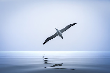 Fototapeta na wymiar Albatross bird over the sea