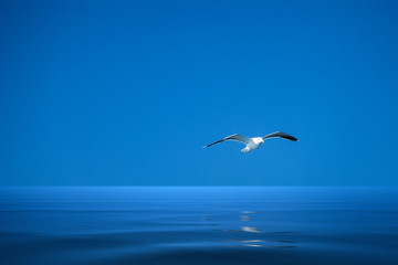 Obraz premium a seagull over the ocean