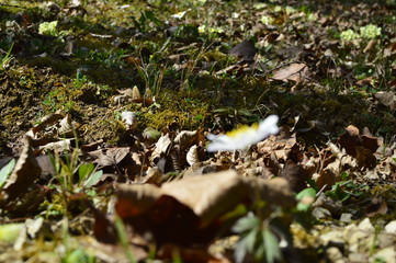 Obraz premium spring in the forest