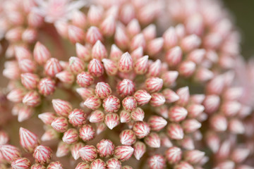 Flora of Gran Canaria - pink buds of succulent plant Aeonium