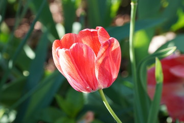 Naklejka premium Red tulip