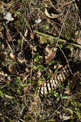 pine cone on the tree