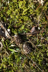 pine cone on the grass