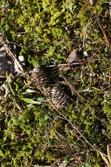 pine cone on the grass