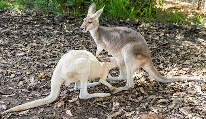Kangaroo puppy drinks milk with its snout stuck in its mother's pouch, Western Australia