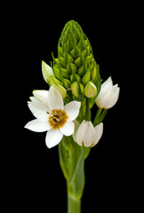 white Ornithogalum flowering spike