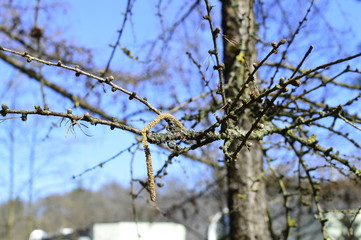 trees in the forest