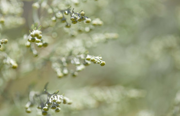 Flora of Gran Canaria -  Artemisia thuscula