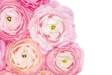  Flower Frame. Pink Ranunculus flowers isolated on a white background. Summer floral concept
