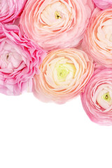  Flower Frame. Pink Ranunculus flowers isolated on a white background. Summer floral concept